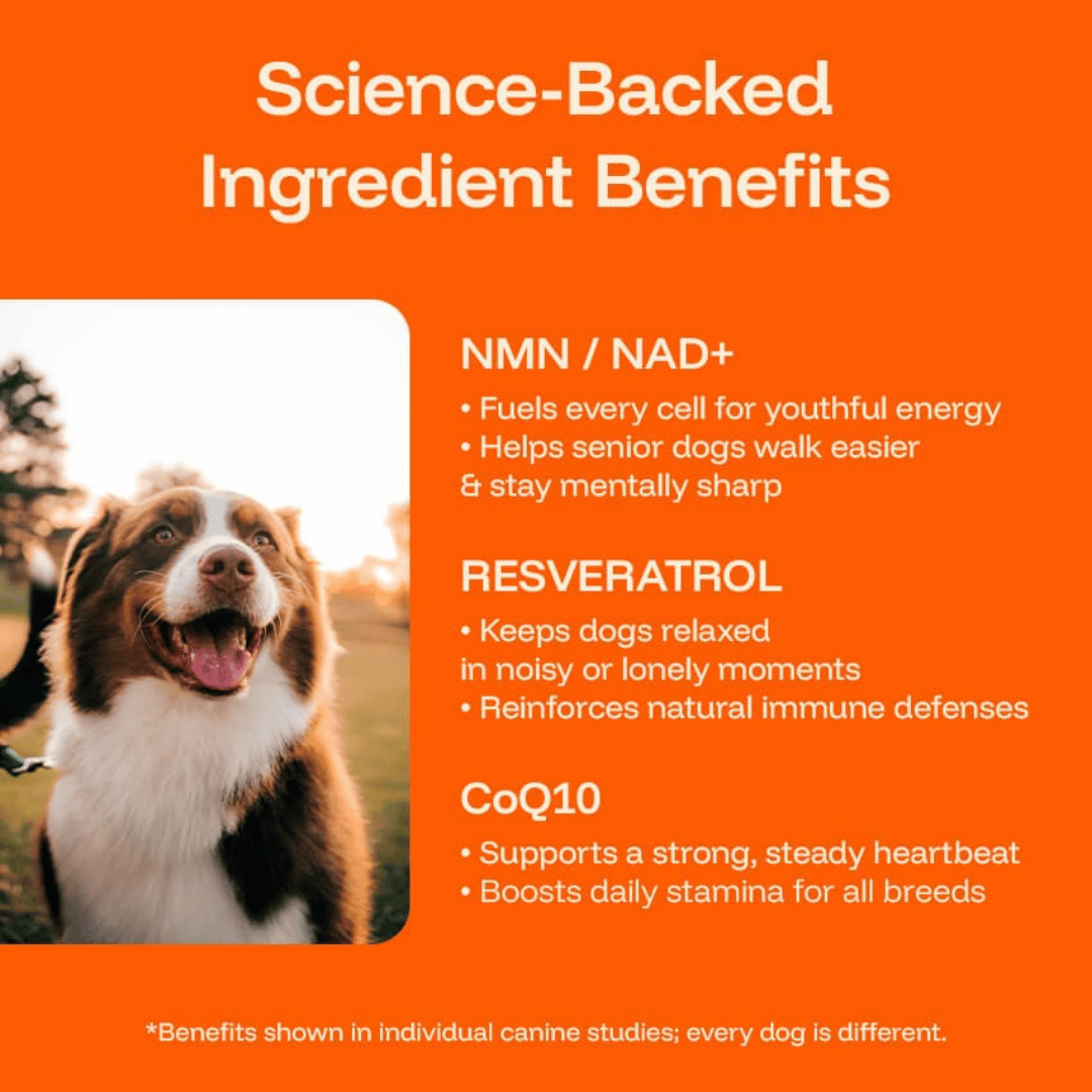TryKittoLab Daily Dog Supplement (Copy)