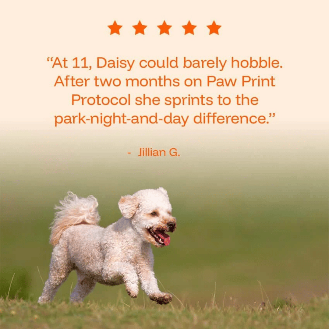 TryKittoLab Daily Dog Supplement (Copy)